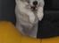 Jack russell terrier Billie *Bils* - Ja! Billie ELSKER at springe! XD