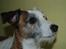 Jack russell terrier Billie *Bils*