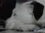 Jack russell terrier Billie *Bils* - Billie slapper af