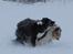 Border collie Satu (Hummelhund) - Fangeleg med Diva