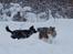 Border collie Satu (Hummelhund) - Fangeleg med Diva