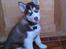 Siberian husky Snow Husky Ziemabor Aslan