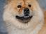Chow chow TrisseVonMontasio 