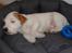 Parson russell terrier Uggi Winn Røgild´s - Uggi elsker sne 