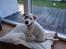 Parson russell terrier Uggi Winn Røgild´s