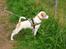 Parson russell terrier Uggi Winn Røgild´s