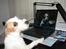 Parson russell terrier Uggi Winn Røgild´s