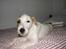 Parson russell terrier Uggi Winn Røgild´s