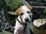 Parson russell terrier Uggi Winn Røgild´s