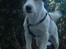 Jack russell terrier Billie *Bils*
