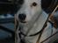 Jack russell terrier Billie *Bils*