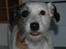 Jack russell terrier Billie *Bils* - Brraa....Billie rækker tunge!