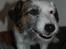 Jack russell terrier Billie *Bils* - NYT ´´Hey smukke.....´´ XD