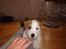 Parson russell terrier Uggi Winn Røgild´s