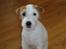 Parson russell terrier Uggi Winn Røgild´s