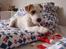 Parson russell terrier Uggi Winn Røgild´s
