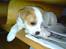 Parson russell terrier Uggi Winn Røgild´s