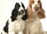 Cocker spaniel Minus