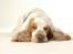 Cocker spaniel Minus
