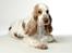 Cocker spaniel Minus
