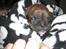 Blanding af racer Bella<3 - ca. 2 uger