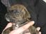 Blanding af racer Bella<3 - 4 uger