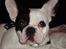 Fransk bulldog Josie R.I.P
