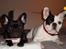 Fransk bulldog Josie R.I.P