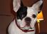 Fransk bulldog Josie R.I.P