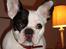 Fransk bulldog Josie R.I.P