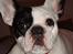 Fransk bulldog Josie R.I.P