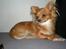 Chihuahua Simba