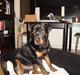 Rottweiler **Ricco** -R.I.P-