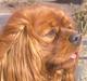 Cavalier king charles spaniel Atti's picture perfect
