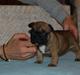 Fransk bulldog Aabech Eleanor