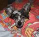 Chinese crested hårløs Marley