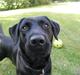 Labrador retriever King