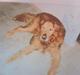 Golden retriever Rossi <3 R.I.P :(
