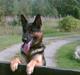 Schæferhund Herto