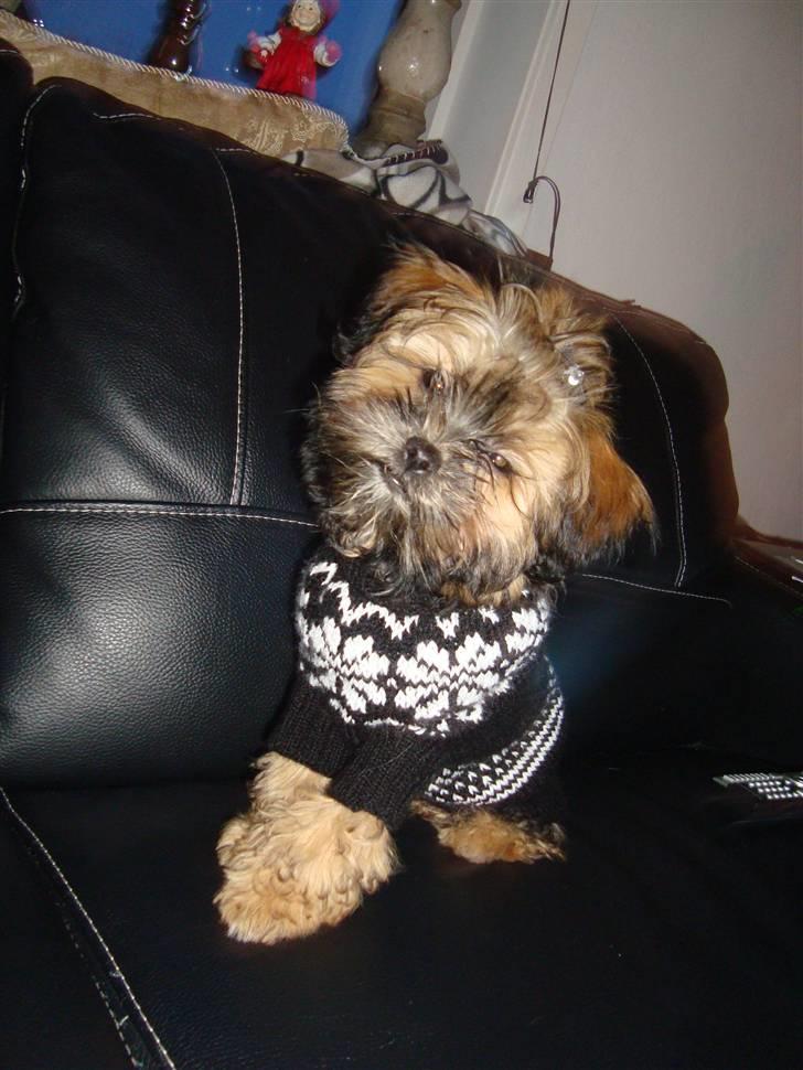 Blanding af racer Albert billede 9