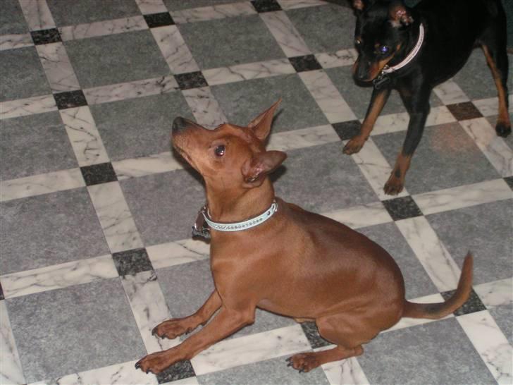 Dvaergpinscher Rollo billede 1