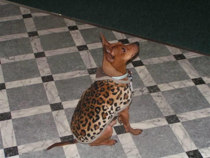 Dvaergpinscher Rollo billede 2