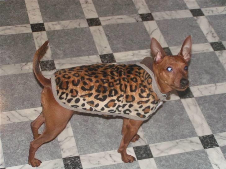 Dvaergpinscher Rollo billede 3