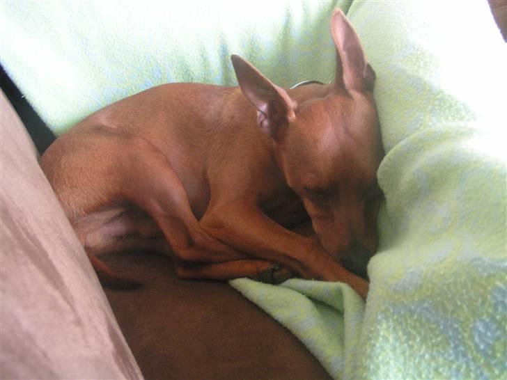 Dvaergpinscher Rollo billede 4