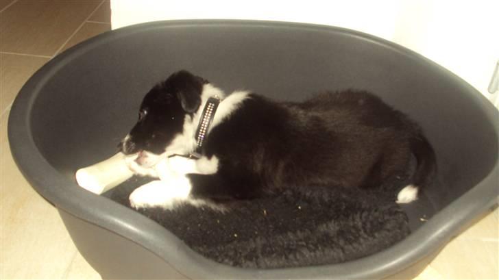Border collie Lucky - Hans nye kalkben :) Det er han meget glad for :) billede 4