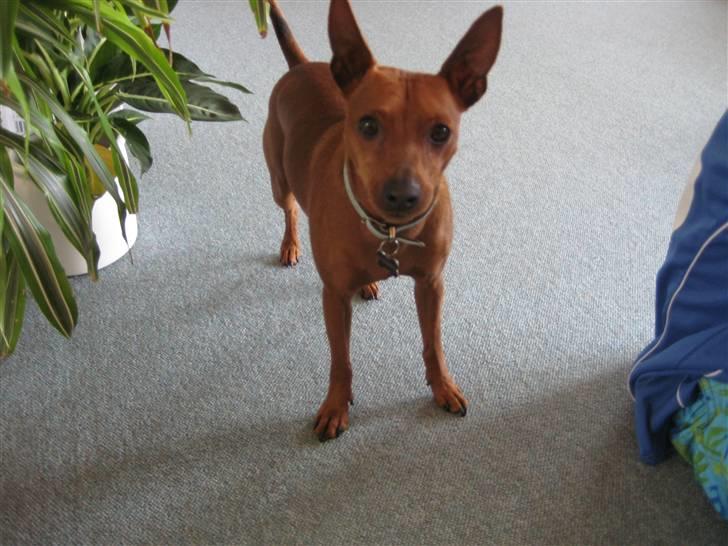 Dvaergpinscher Rollo billede 5