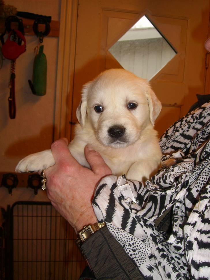 Golden retriever Elvira Madigan - Velkommen til Nugga´s profil! billede 1