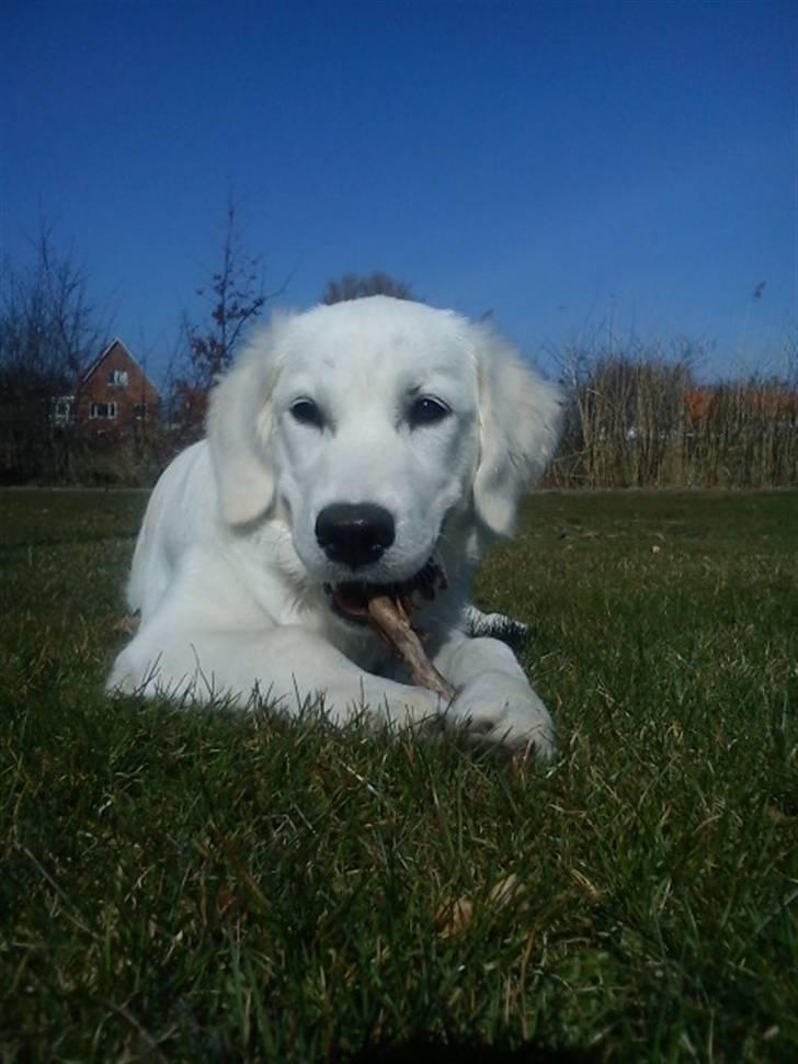 Golden retriever Elvira Madigan billede 2