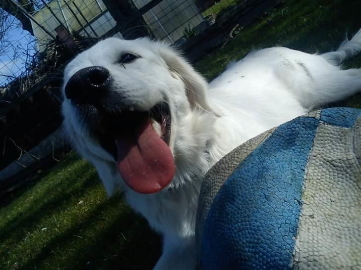 Golden retriever Elvira Madigan billede 3