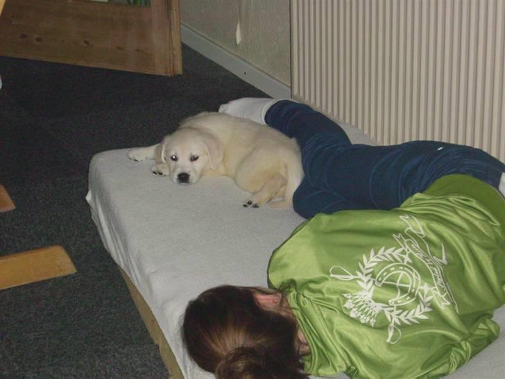 Golden retriever Elvira Madigan - Her er hun lige ankommet til sit nye hjem. billede 4